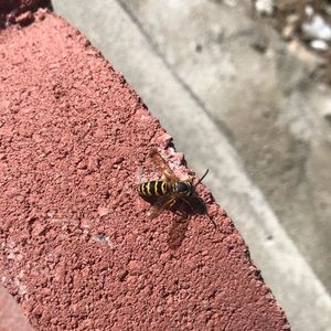 Meet your Posher, Paree